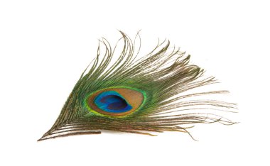 beyaz arkaplanda gözlerden uzak tavuskuşu tüyü