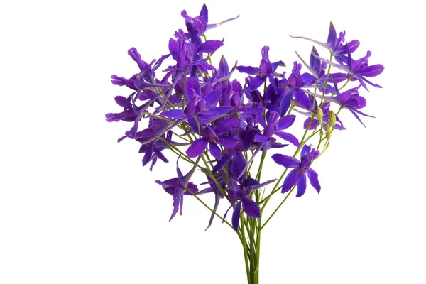 Forking Larkspur Flower Isolated White Background — Stock Photo, Image