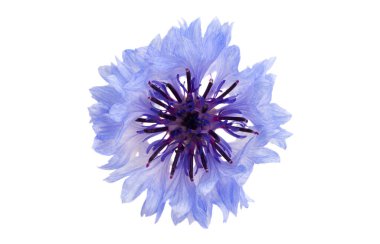 Beyaz arkaplanda izole edilmiş çiçek çiçekleri