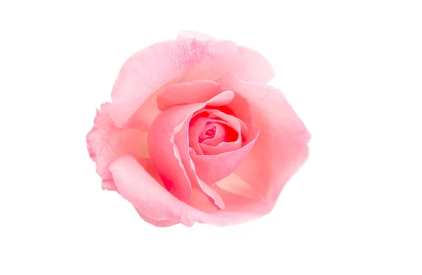 Pink Rose Geïsoleerd Witte Achtergrond — Stockfoto