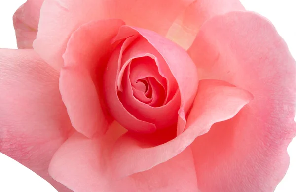 Pink Rose Isolated White Background — Stock Photo, Image