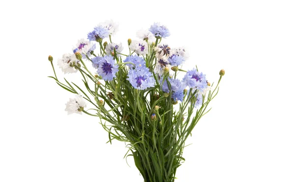 Fleurs Bleuets Isolées Sur Fond Blanc — Photo