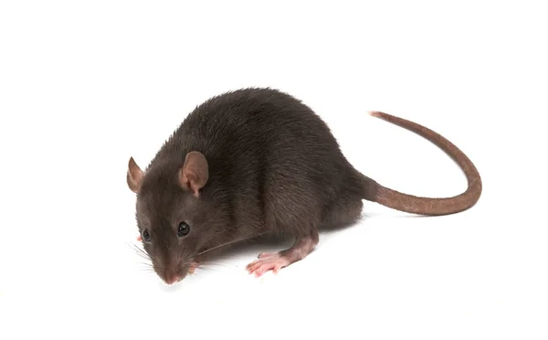 Grå Råtta Isolerad Vit Bakgrund — Stockfoto