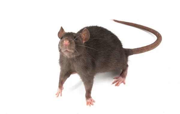Rat Gris Isolé Sur Fond Blanc — Photo