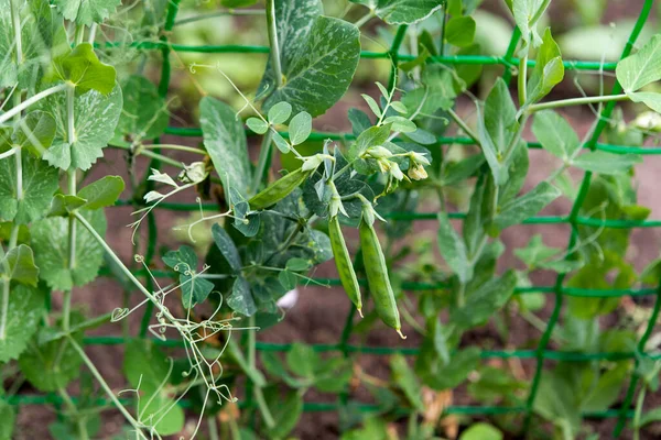 Green Peas Growing Farm — Stock Photo, Image