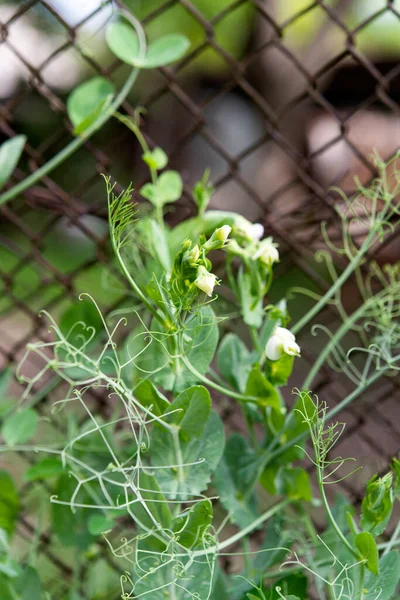 Groene Erwten Die Een Boerderij Groeien — Stockfoto