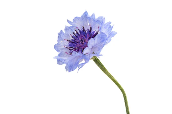 Blåklint Blomma Isolerad Vit Bakgrund — Stockfoto