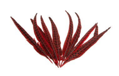 sülün tüyü beyaz arkaplanda izole edildi