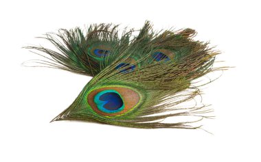 beyaz arkaplanda gözlerden uzak tavuskuşu tüyü