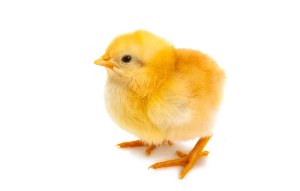 白地に隔離された鶏 — ストック写真