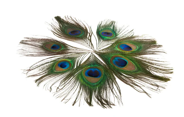 Beyaz Arkaplanda Gözlerden Uzak Tavuskuşu Tüyü — Stok fotoğraf
