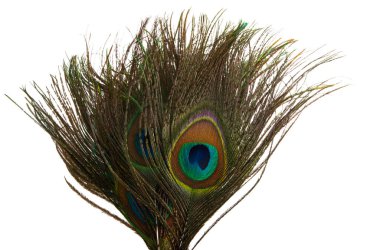 beyaz arkaplanda gözlerden uzak tavuskuşu tüyü