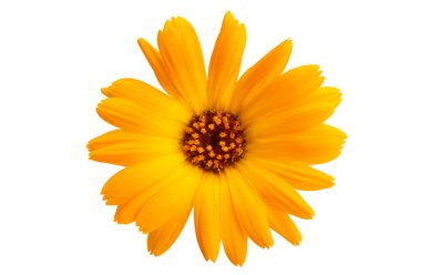 Beyaz arkaplanda izole edilmiş takvim çiçeği