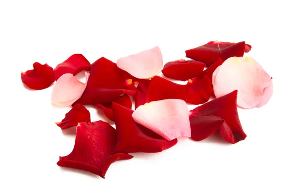 Rose Petals Isolated White Background — Stock Photo, Image