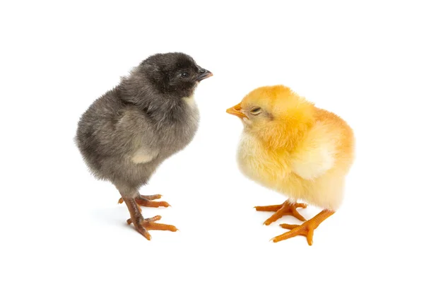 Kleines Huhn Isoliert Auf Weißem Hintergrund — Stockfoto