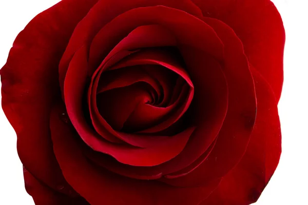 Nahaufnahme Rote Rose Isoliert Auf Weißem Hintergrund — Stockfoto