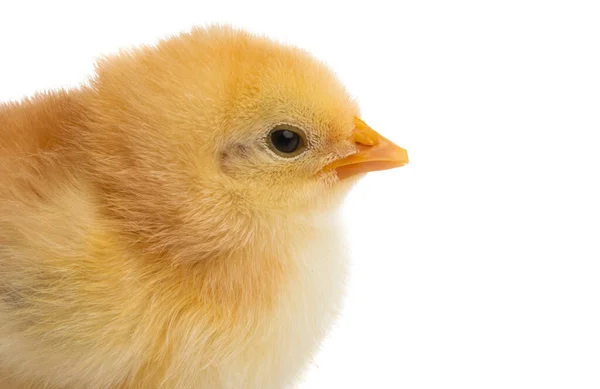 Beyaz Arka Planda Izole Edilmiş Küçük Tavuk — Stok fotoğraf