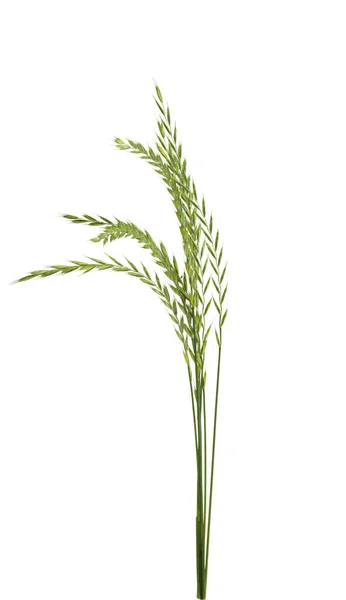 Meadow Grass Isolated White Background — Stock Photo, Image