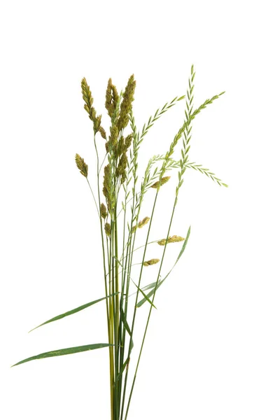 Meadow Grass Isolated White Background — Stock Photo, Image