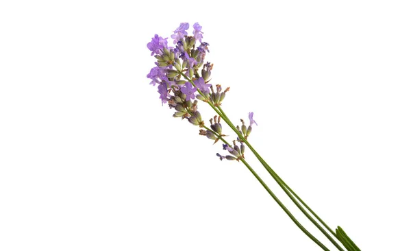 Lavendel Isolerad Vit Bakgrund — Stockfoto