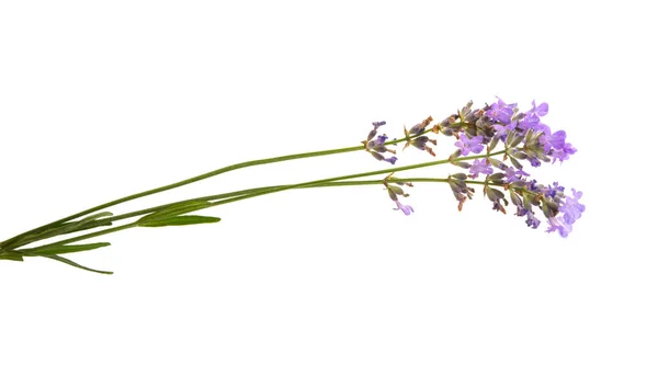 Lavendel Isoliert Auf Weißem Hintergrund — Stockfoto