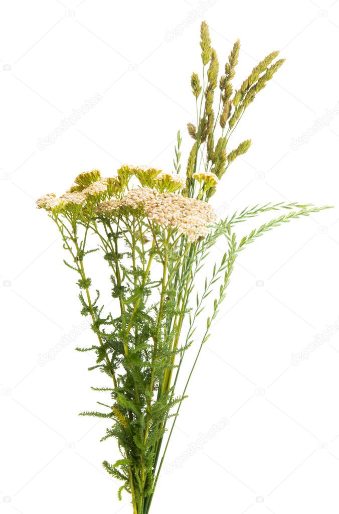 yarrow isolated on a white background