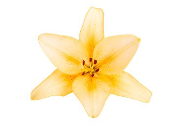 Beyaz arkaplanda izole edilmiş zambak çiçeği