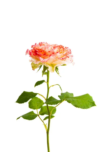 Hermosa Rosa Aislada Sobre Fondo Blanco —  Fotos de Stock