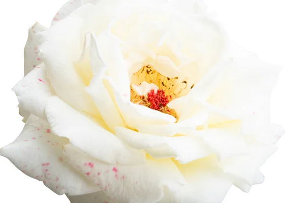 Gyönyörű Rózsa Elszigetelt Fehér Háttér — Stock Fotó