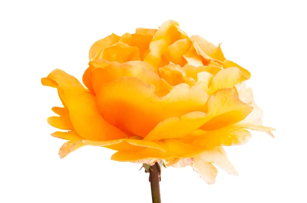 Красивая Роза Изолированы Белом Фоне — стоковое фото