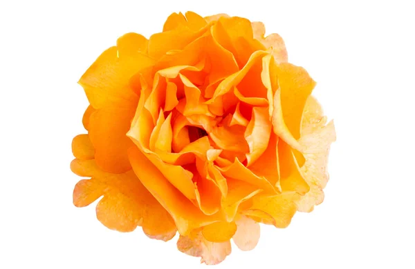 Vakre Roser Isolert Hvit Bakgrunn – stockfoto