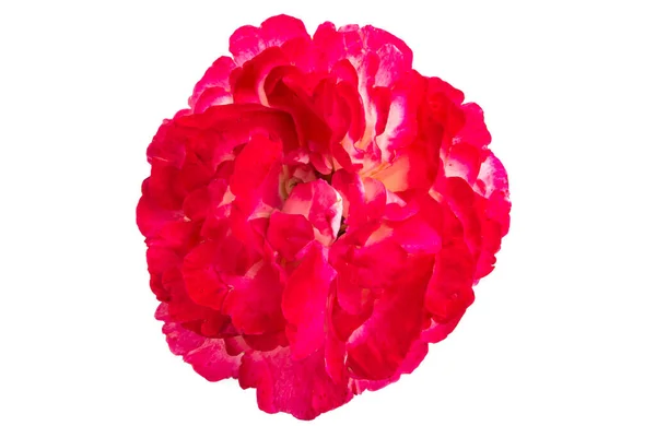 Bella Rosa Isolata Sfondo Bianco — Foto Stock