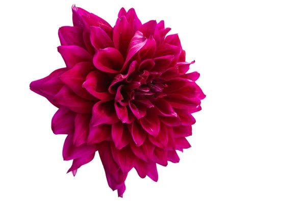 Dahlia Isolerad Vit Bakgrund — Stockfoto