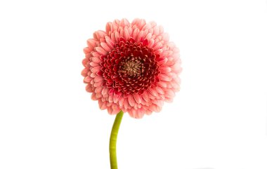 Güzel Gerbera çiçeği beyaz arka planda izole edilmiş.