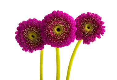 Güzel Gerbera çiçeği beyaz arka planda izole edilmiş.