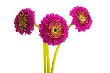 Güzel Gerbera çiçeği beyaz arka planda izole edilmiş.