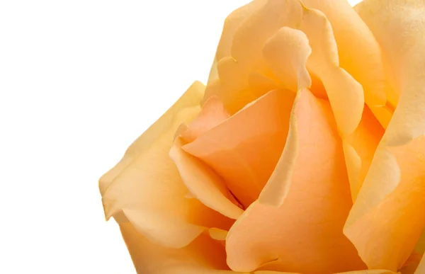 Creme Rose Isoliert Auf Weißem Hintergrund — Stockfoto