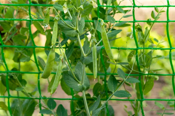 Green Peas Growing Garden — Stock Photo, Image