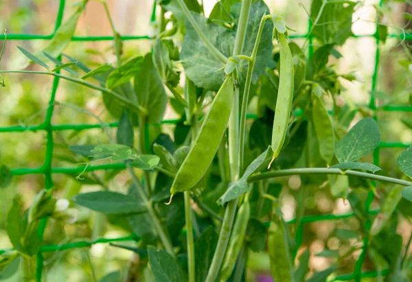 Groene Erwten Die Tuin Groeien — Stockfoto