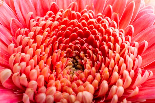 Vacker Gerbera Blomma Isolerad Vit Bakgrund — Stockfoto