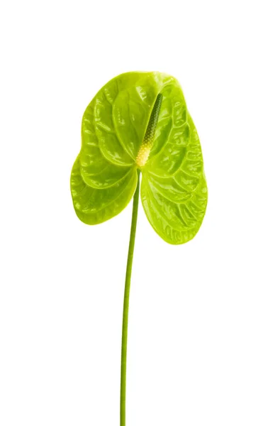 Zielony Anthurium Izolowany Białym Tle — Zdjęcie stockowe