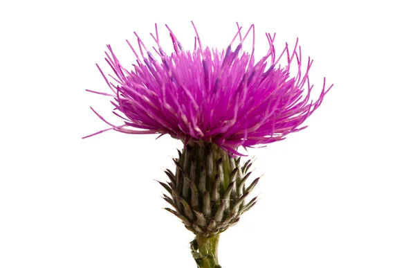 Burdock Flower Isolated White Background — Stock Photo, Image