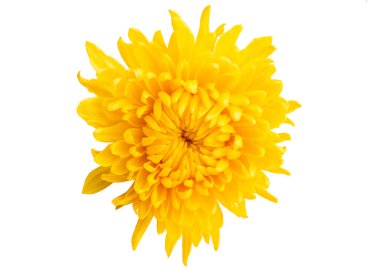 Beyaz arkaplanda sarı kasımpatı izole