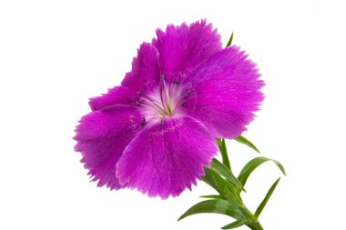 Beyaz arka plan üzerinde izole mor karanfil