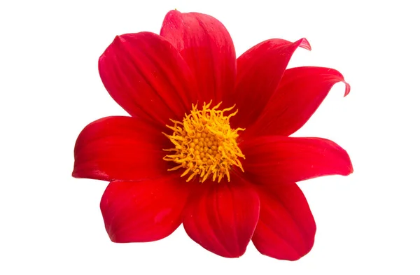 Red Dahlia Isolated White Background — Stock Photo, Image