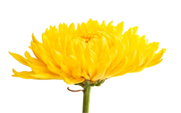 Yellow Chrysanthemum Isolated White Background — Stock Photo, Image