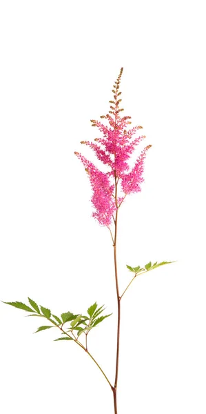 Astilbe Květiny Izolované Bílém Pozadí — Stock fotografie