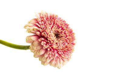 Güzel Gerbera çiçekleri beyaz arka planda izole edilmiş