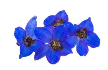 Beyaz arkaplanda izole edilmiş mavi Delphinium çiçekleri