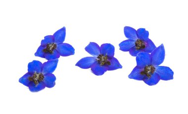Beyaz arkaplanda izole edilmiş mavi Delphinium çiçekleri